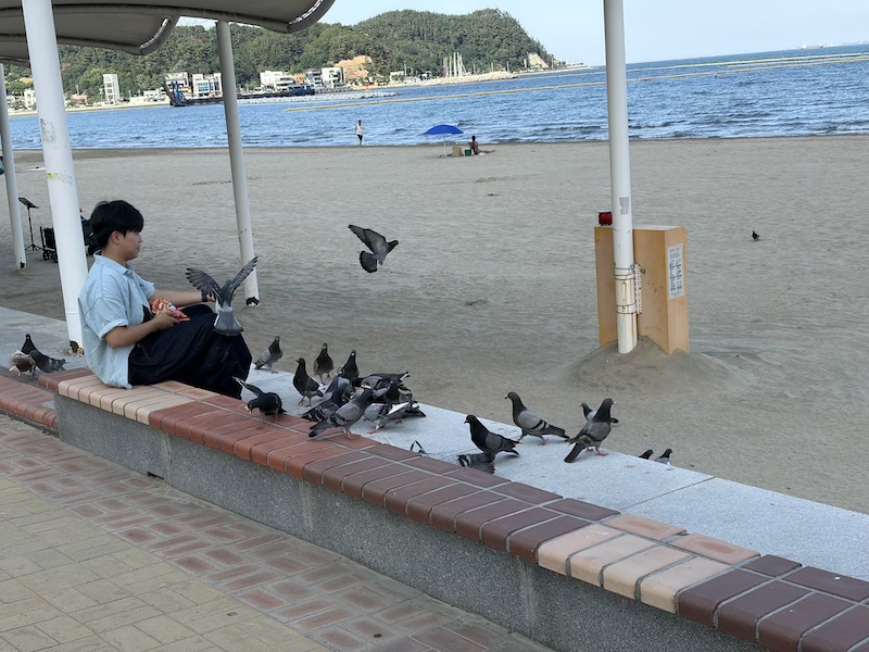 포항 여행 비둘기 지배자